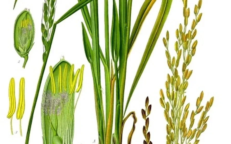 Riz, ingrédient de cette page
