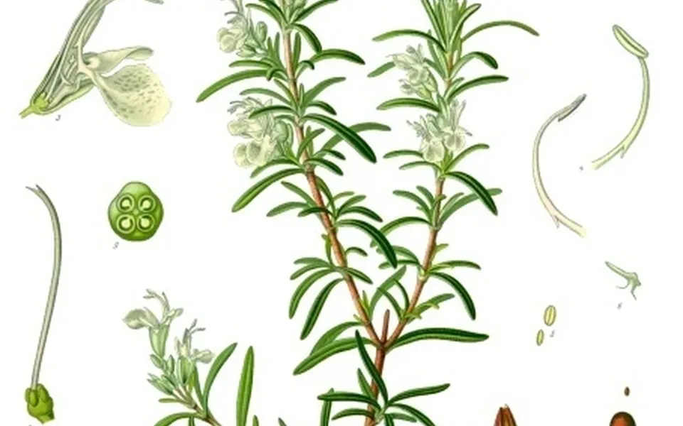 Romarin, ingrédient principal de cette recette
