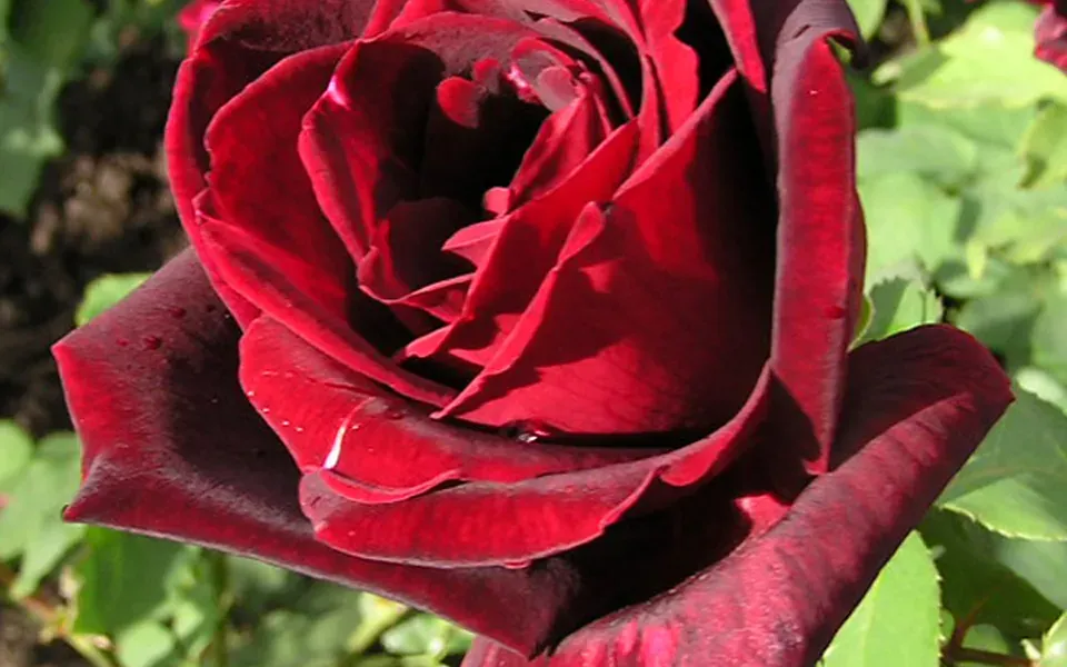 Rose, ingrédient principal de cette recette