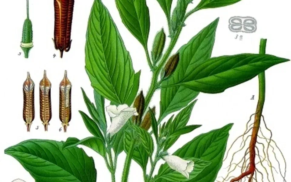 Sésame, ingrédient principal de cette recette