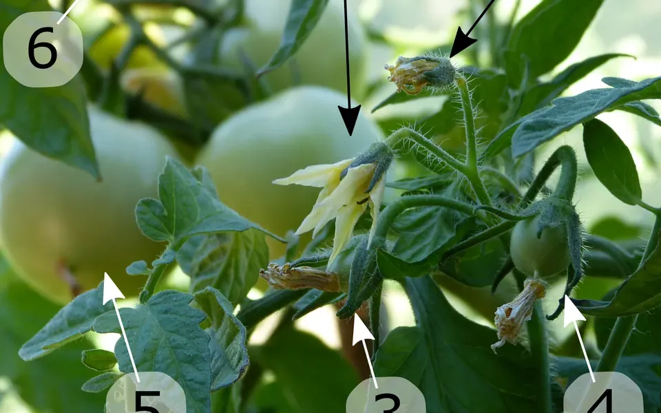 Tomate, ingrédient de cette page